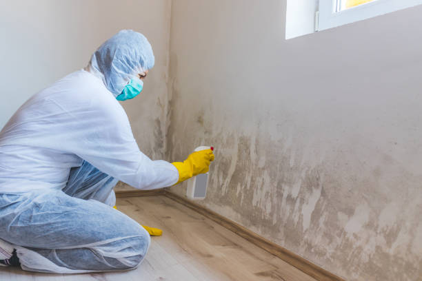 Licensed Attic Mold Removal service in Sunbury, PA - WQB Mold Removal