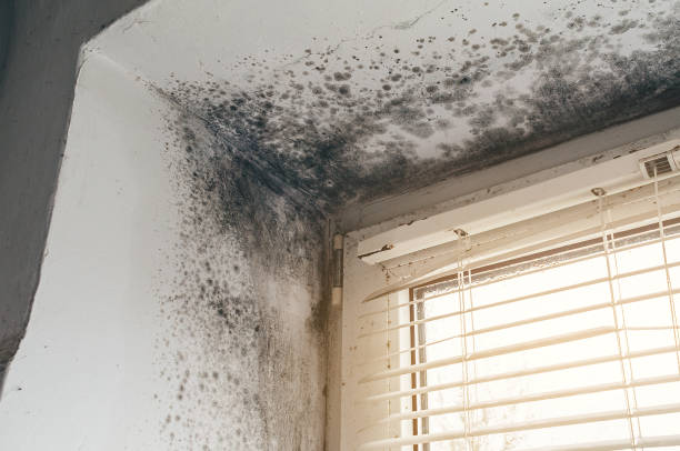 Affordable Attic Mold Removal solutions in Sunbury, PA